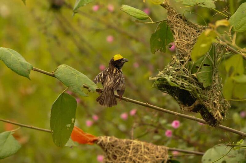 Yala Eco Safari  Wild Conservation Expedition - FAQ