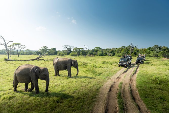 Yala Full Day Leopard Safari Tour With Picnic Lunch - Private Tour - Duration and Schedule