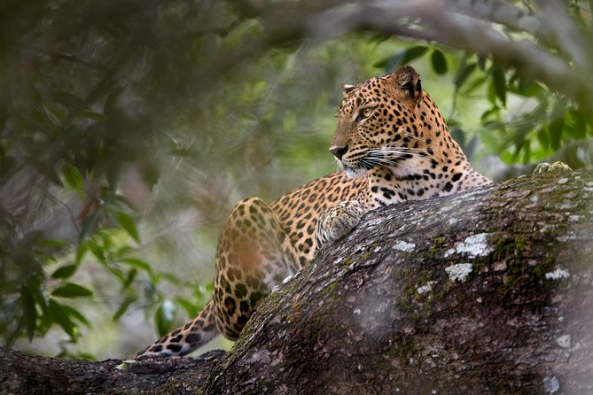 Yala Full Day Leopard Safari Tour With Picnic Lunch - Private Tour - Maximum Number of Travelers