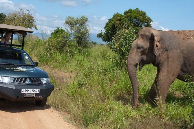 Yala Full Day Leopard Safari Tour With Picnic Lunch - Private Tour - Cancellation Policy