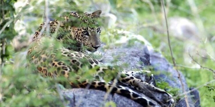 Yala Full-Day Leopard Safari With Gourmet Picnic - Safari Itinerary