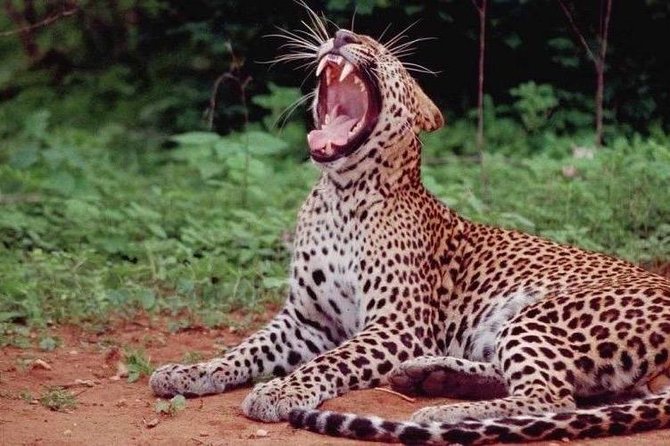 Yala Full Day Private Tour and Safari From Colombo or Negombo - Good To Know