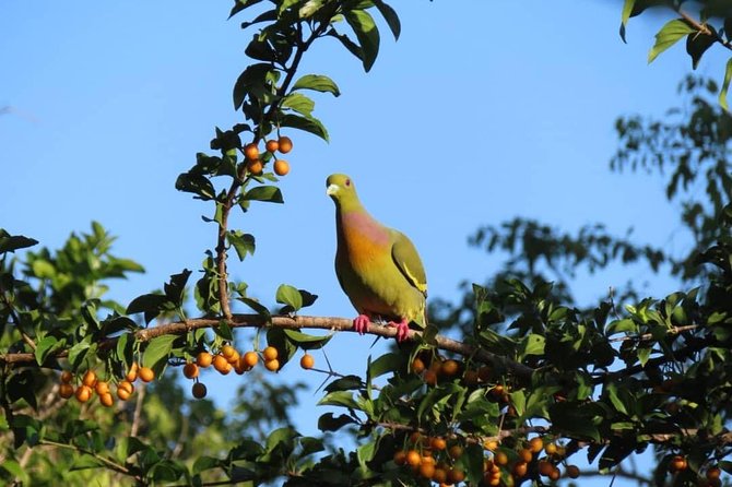 Yala Full Day Private Tour and Safari From Colombo or Negombo - Inclusions