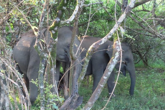 Yala Full Day Private Tour and Safari From Colombo or Negombo - Cancellation Policy