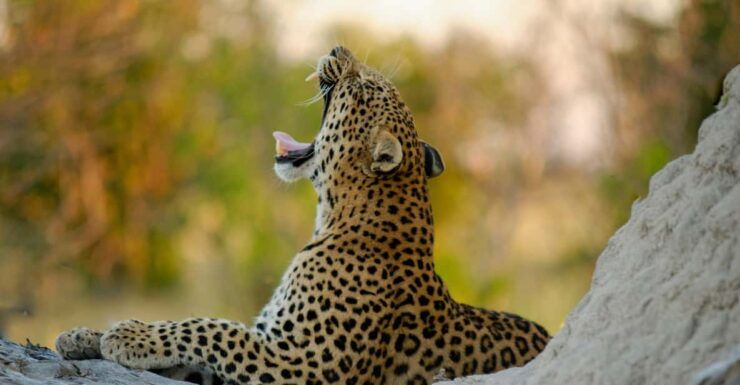 Yala FULL DAY Safari: (12 Hours) Tour With Breakfast & Lunch - Wildlife Experience