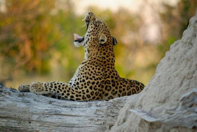 Yala FULL DAY Safari: (12 Hours) Tour With Breakfast & Lunch - Inclusions and Amenities