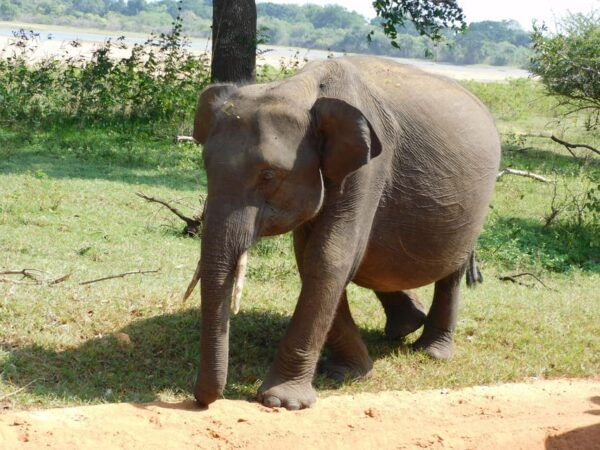 Yala FULL DAY Safari: (12 Hours) Tour With Breakfast & Lunch - What to Expect