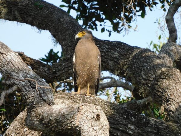 Yala FULL DAY Safari: (12 Hours) Tour With Breakfast & Lunch - Booking Information