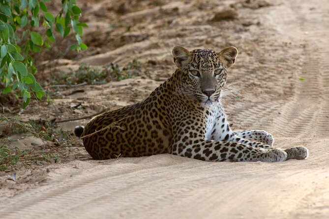Yala Full Day Safari From Hambantota Port Shore Excursion - Good To Know
