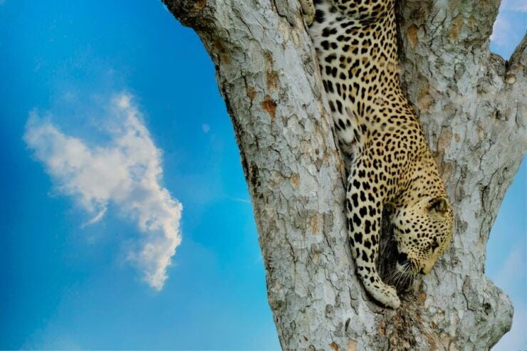 Yala Full Day Safari Tour (12h) Including Lunch & Breakfast - Tour Overview