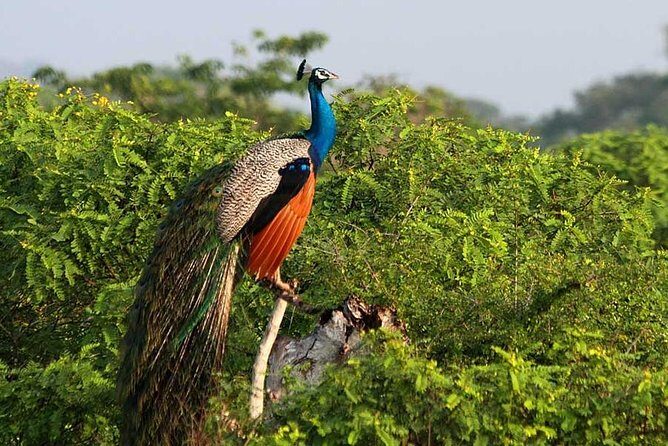 Yala Full Day Safari with Picnic Lunch - Private & All Inclusive - Final Thoughts: Is It Worth It?