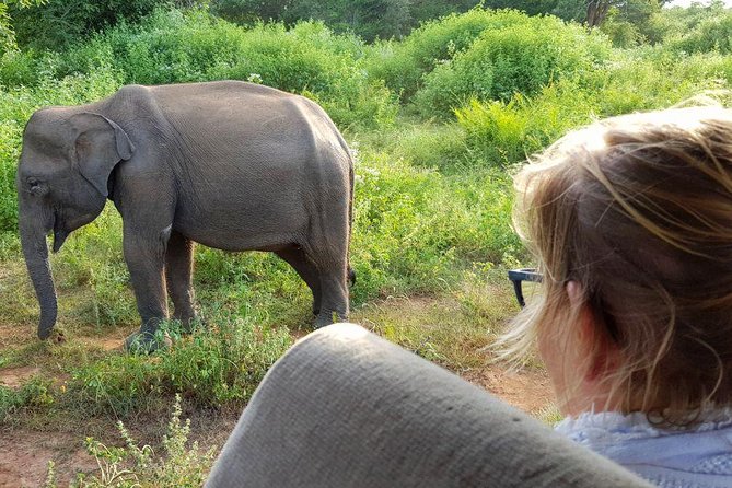 Yala Half Day Safari - Wildlife Encounters