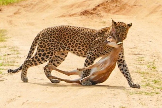Yala Half Day Safari - Pricing and Booking Information