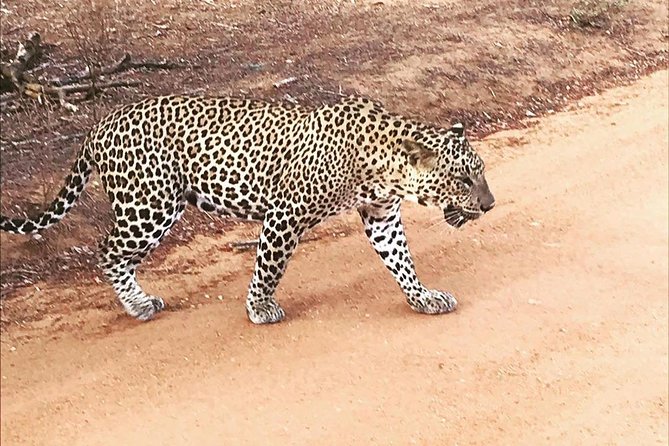 Yala Half Day Safari - Terms and Conditions