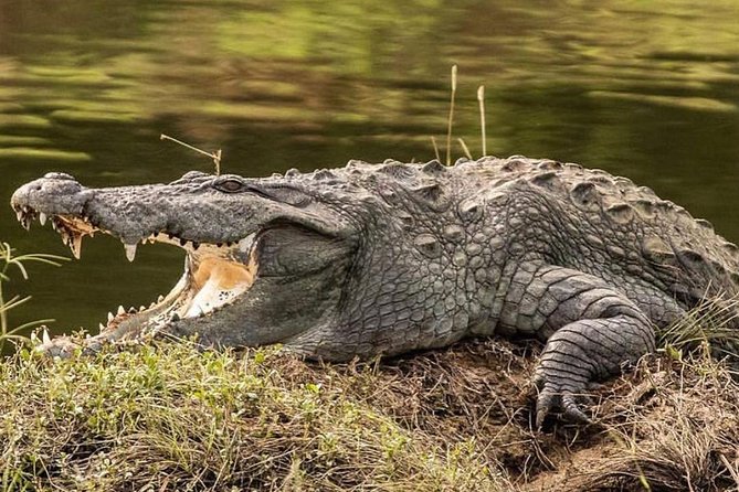 Yala Half Day Safari - Common Questions