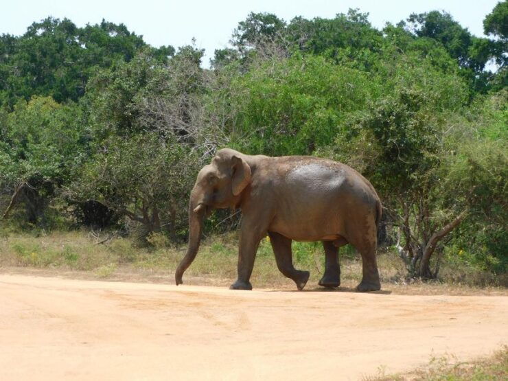 Yala Half Day Safari Tour ( Morning & Afternoon ) - Highlighted Itinerary