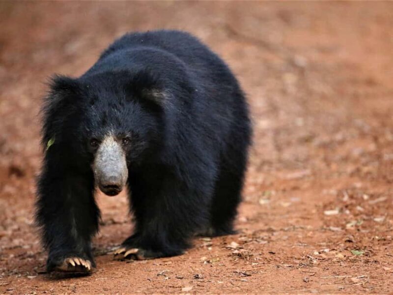 Yala/Mirissa: All Inclusive Half-Day Safari at Yala Park - An In-Depth Look at the Safari Experience