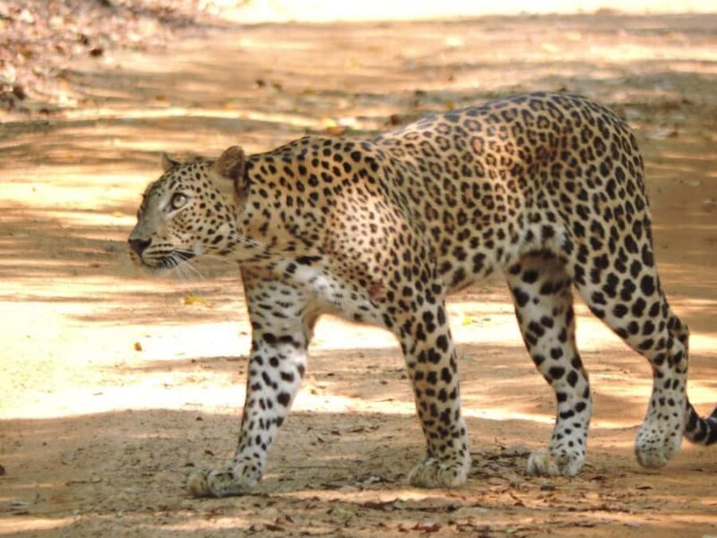 Yala/Mirissa: All Inclusive Half-Day Safari at Yala Park - FAQ