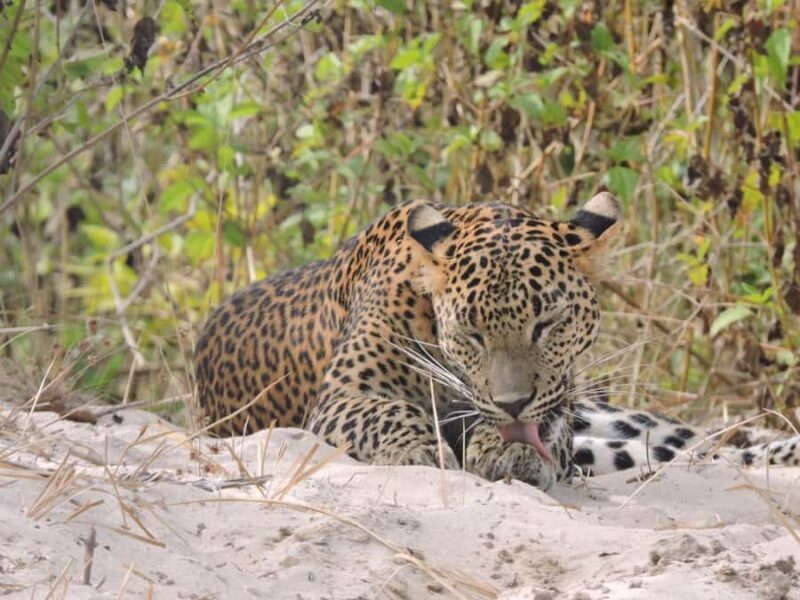 Yala/Mirissa: All Inclusive Half-Day Safari at Yala Park - Good To Know