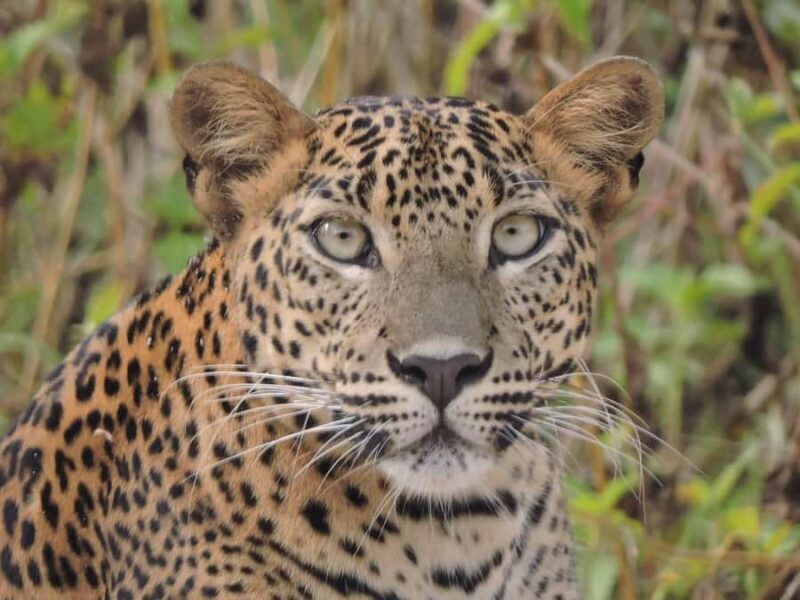 Yala/Mirissa: All Inclusive Half-Day Safari at Yala Park - Introduction to the Safari Experience