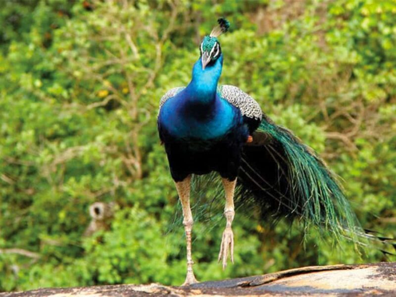 Yala/Mirissa: All Inclusive Half-Day Safari at Yala Park - Practical Tips for Making the Most of Your Safari