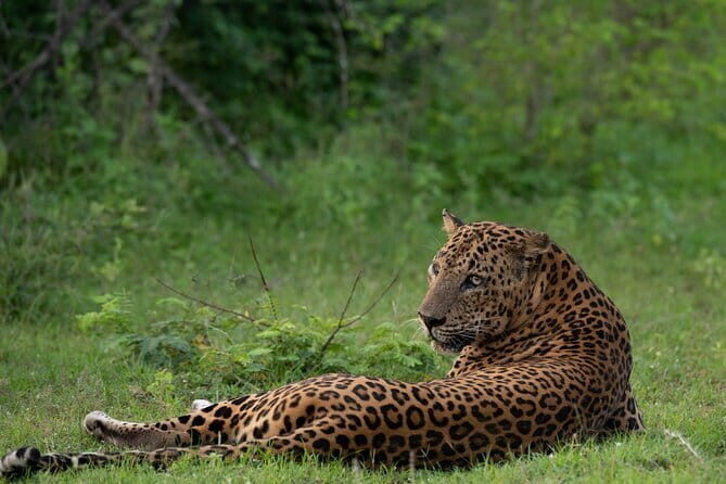 Yala Mk Safari Tour & Taxi Service - Good To Know