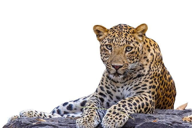 Yala Mk Safari Tour & Taxi Service - An In-Depth Look at the Yala Mk Safari Experience