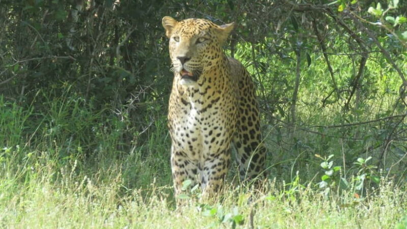 Yala National Park 4*4 Leopard Safari Tour - Good To Know