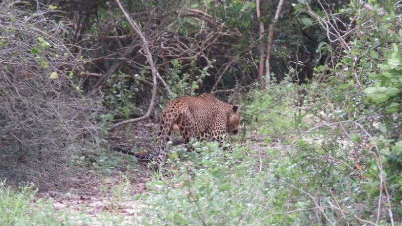 Yala National Park 4*4 Leopard Safari Tour - What the Tour Entails