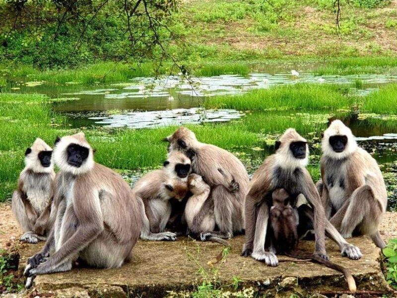 Yala National Park: 7 hour & 12 hour Leopard Safari Tours - Final Thoughts