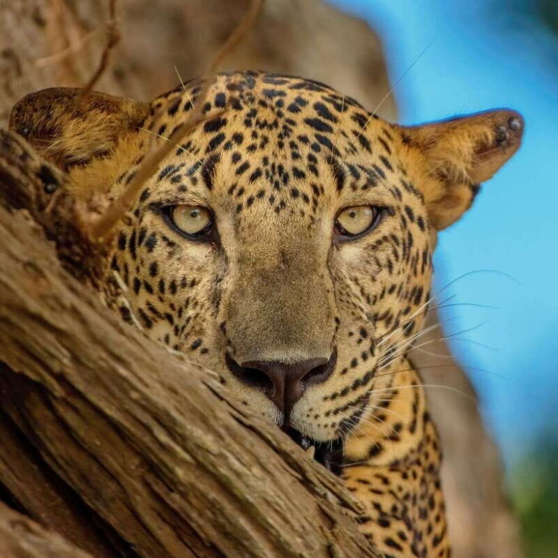 Yala National Park: 7 hour & 12 hour Leopard Safari Tours - Good To Know