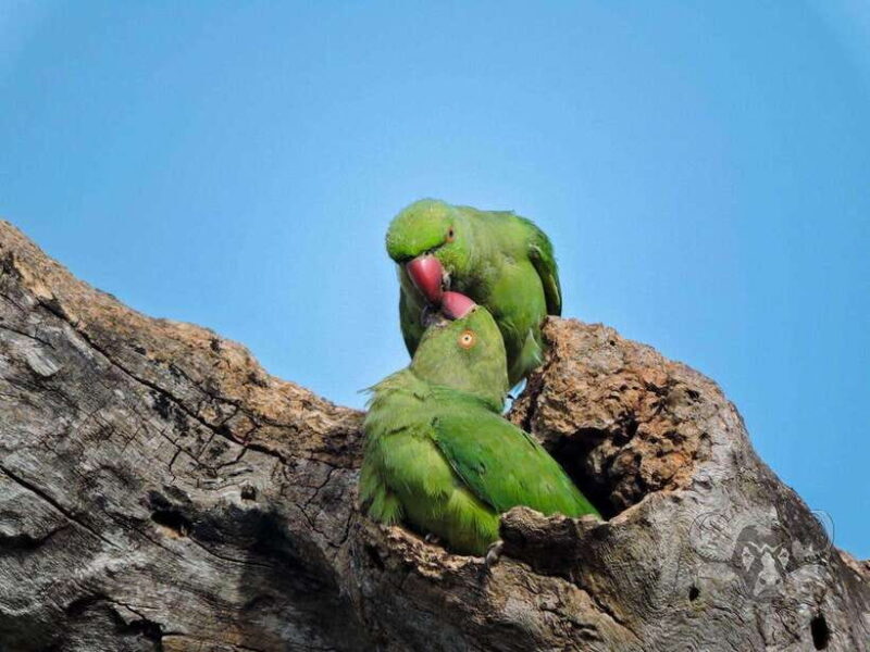 Yala National Park: 7 hour & 12 hour Leopard Safari Tours - Real Experiences from Travelers