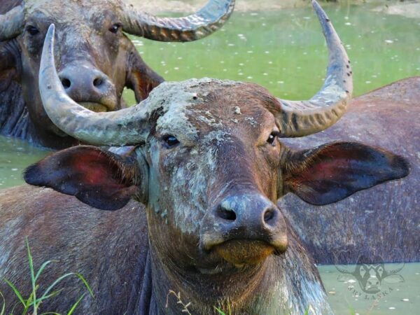 Yala National Park: 7 Hour & 12 Hour Leopard Safari Tours - Booking Information