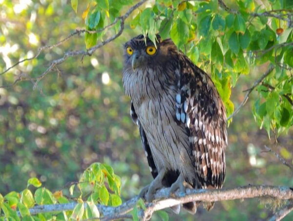 Yala National Park: 7 Hour & 12 Hour Leopard Safari Tours - Best Time to Visit