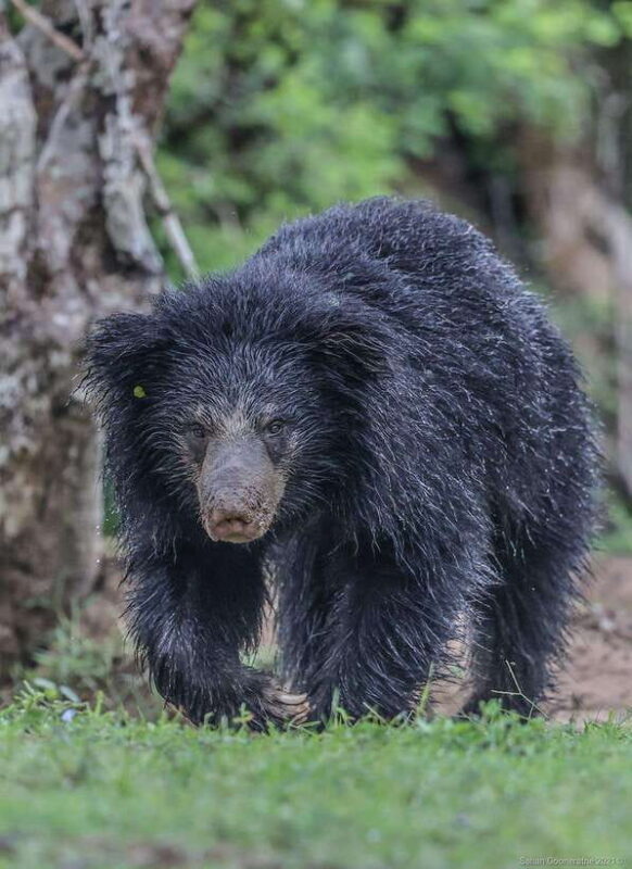 Yala National Park: 7 hours or 12 hours Leopard Wild Safari - The Sum Up