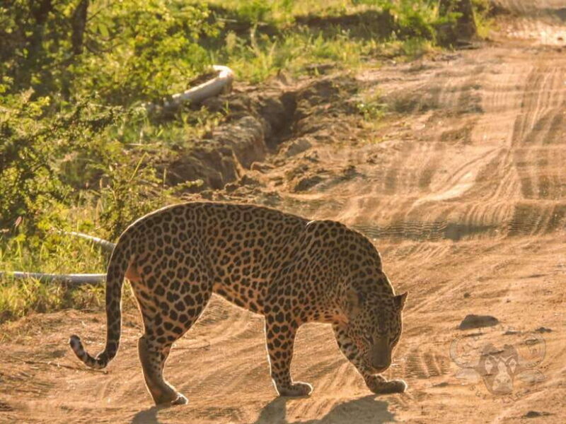 Yala National Park: 7 hours or 12 hours Leopard Wild Safari - The Experience of the Safari: What Youll See and Feel