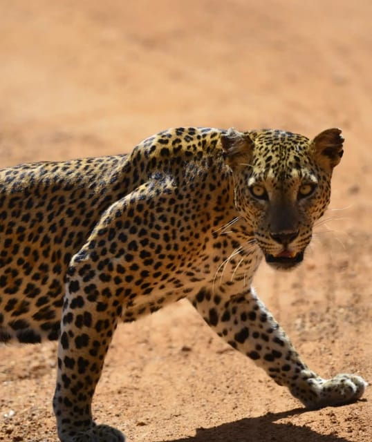 Yala National Park: 7 Hours or 12 Hours Leopard Wild Safari - Inclusions and Exclusions