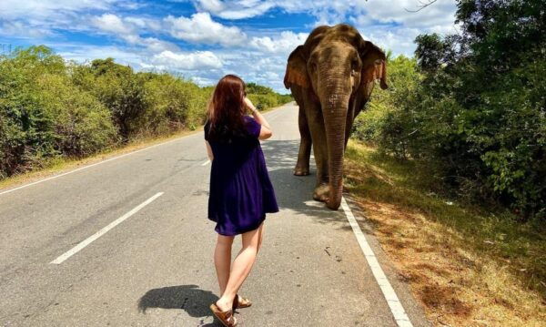 Yala National Park: 7 Hours or 12 Hours Leopard Wild Safari - Wildlife to Expect