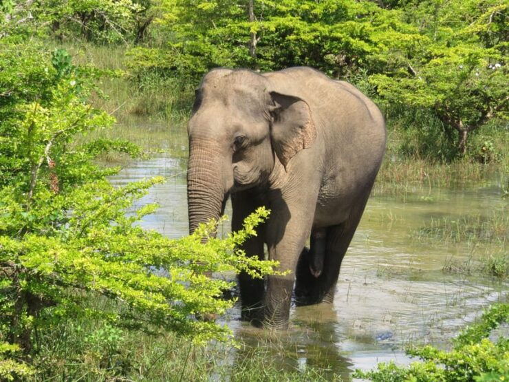 Yala National Park 7 Hours Private Tours - Good To Know