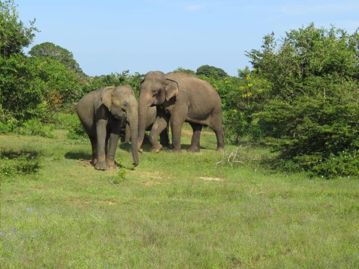 Yala National Park 7 Hours Private Tours - Safari Options