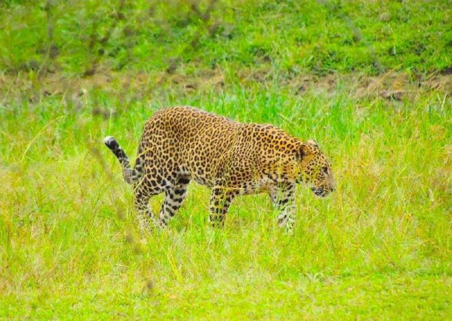 Yala National Park 7 Hours Private Tours - Restrictions and Guidelines