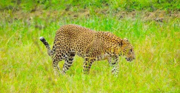 Yala National Park 7 Hours Private Tours - Why Choose Yala National Park