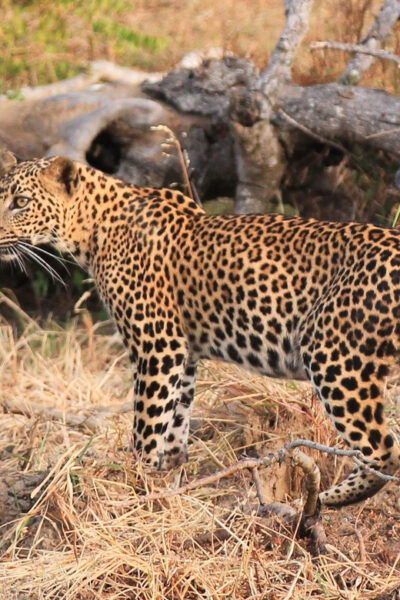 Yala National Park 7 Hours Private Tours - Frequently Asked Questions