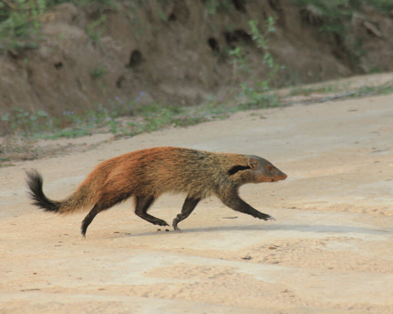 YALA National Park (7 - hours) Wildlife Safari Tour - Final words