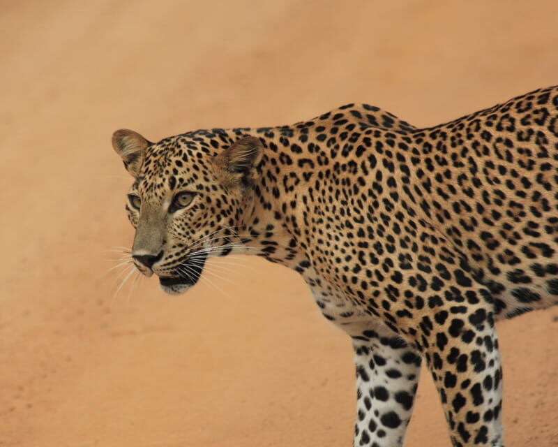 YALA National Park (7 - hours) Wildlife Safari Tour - Good To Know