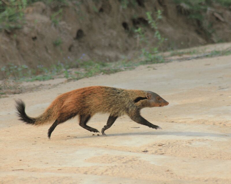 YALA National Park (7 - hours) Wildlife Safari Tour - Final Thoughts