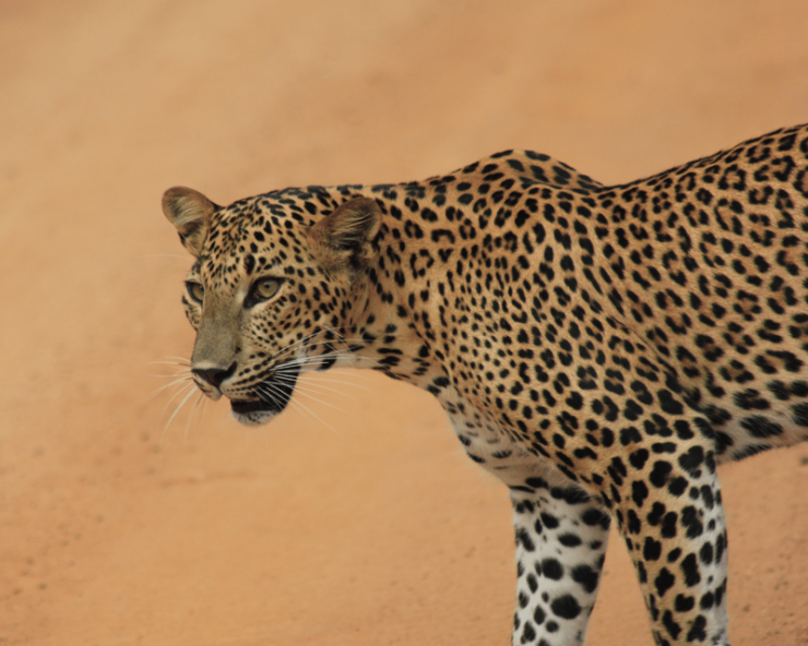 YALA National Park 7-Hours Wildlife Safari With Breakfast - Itinerary and Experience