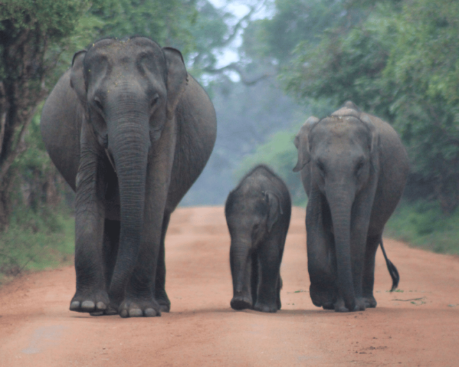 YALA National Park 7-Hours Wildlife Safari With Breakfast - Wildlife and Highlights