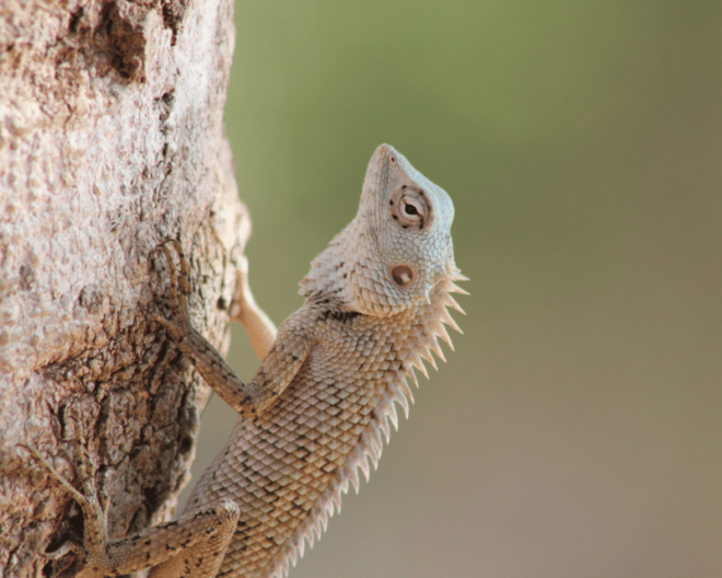 YALA National Park 7-Hours Wildlife Safari With Breakfast - Important Information and Restrictions