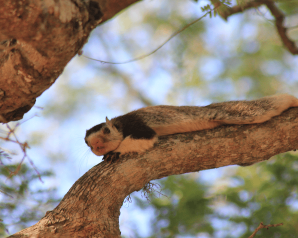 YALA National Park 7-Hours Wildlife Safari With Breakfast - Booking and Cancellation Policy